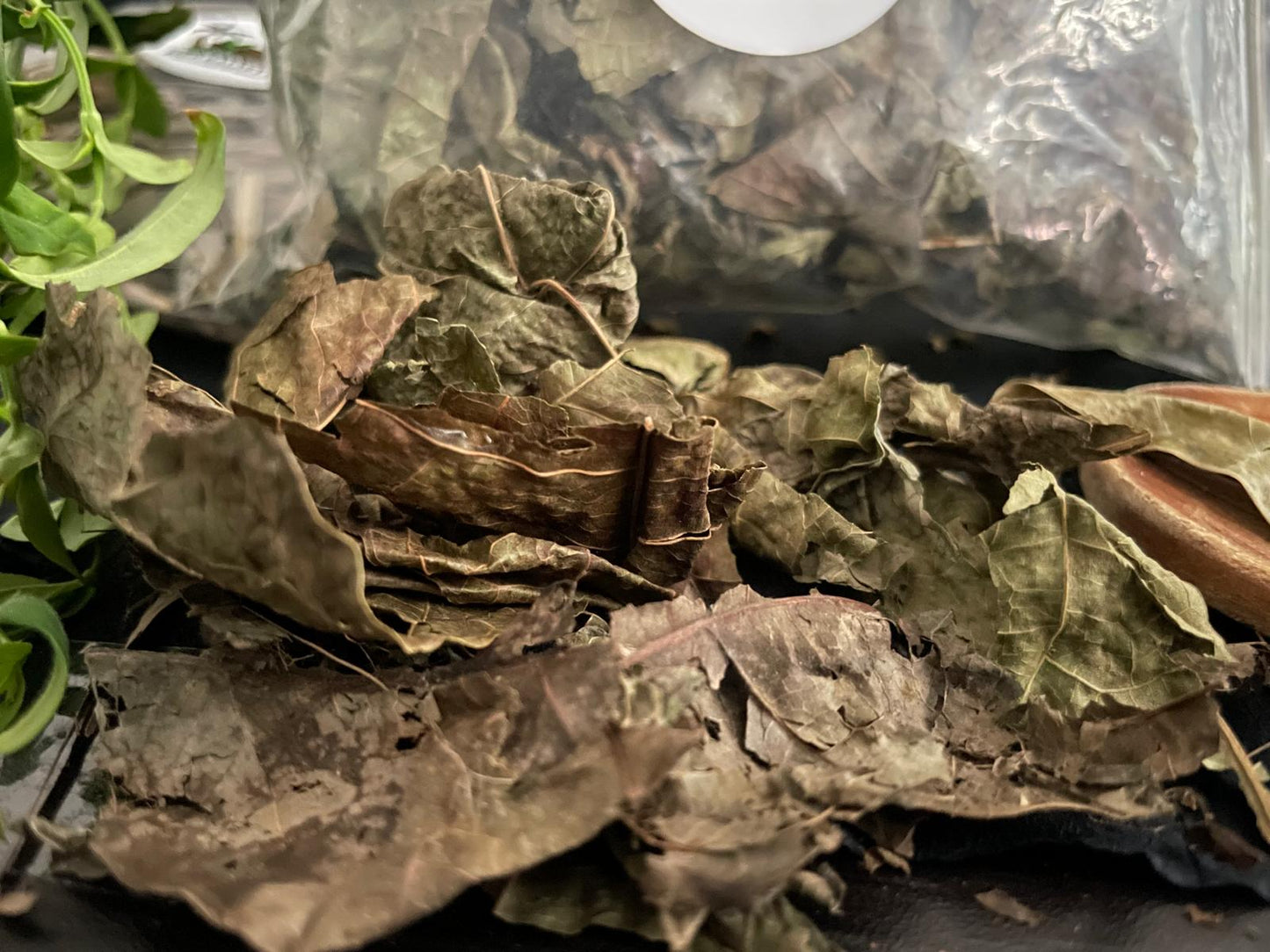 Ramoon Leaves